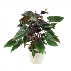 Anthurium Noir 60cm