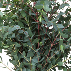 Eucalyptus Parvifolia...